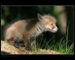 Fox  (Vulpes vulpes)