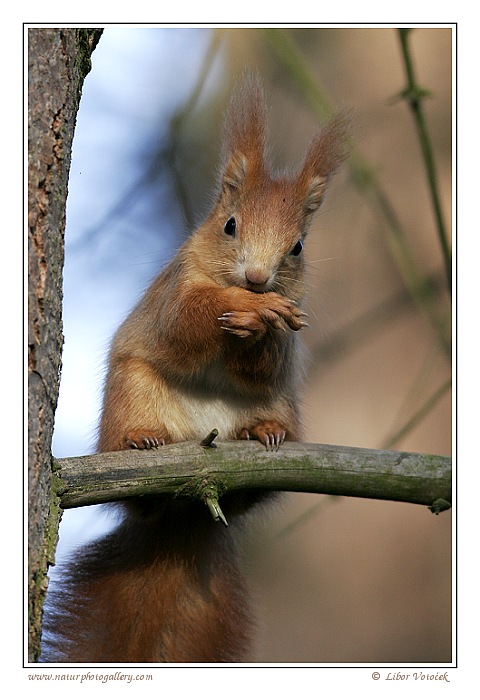Eurasian red squirrel  (Sciurus vulgaris)