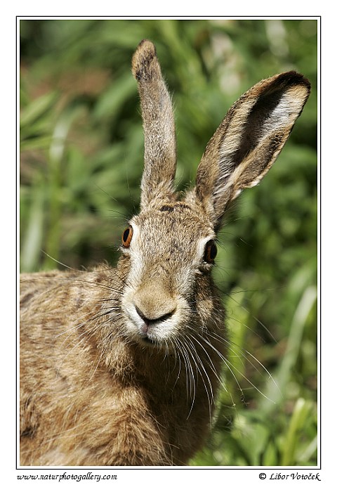 Brown Hare  (Lepus europaeus )