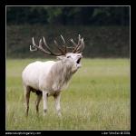 Red deer - white  (Cervus elaphus - )