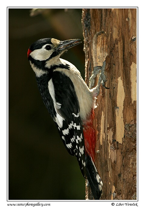 Great Spotted Woodpecker  (Dendrocopos major)