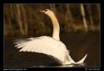 Mute Swan  (Cygnus olor)