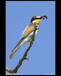 Bee-eater  (Merops apiaster)