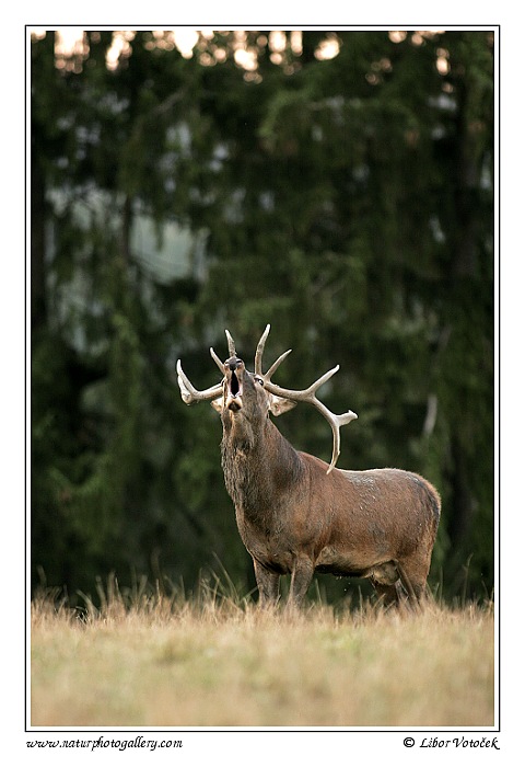 Red Deer  (Cervus elaphus )