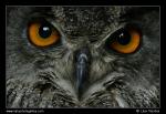 Eagle Owl  (Bubo bubo)