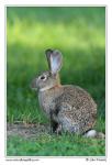European rabbit  (Oryctolagus cuniculus )