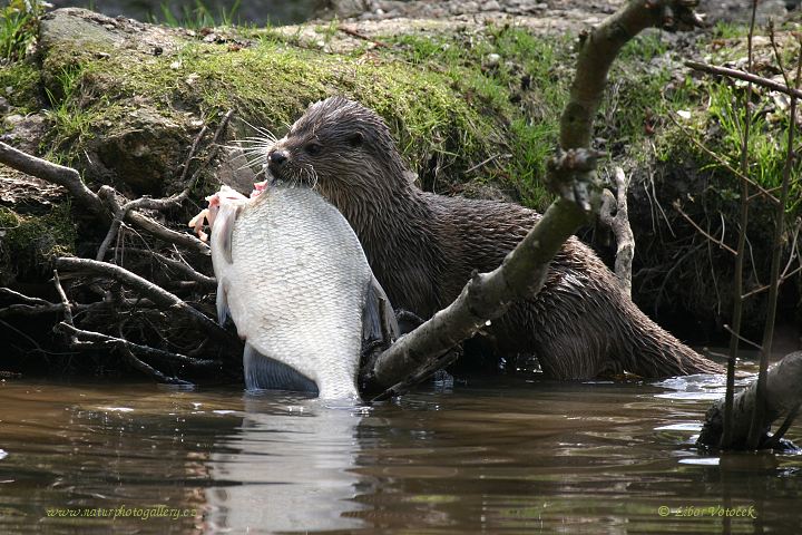 Otter  (Lutra lutra)