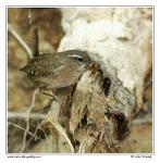 Winter Wren  (Troglodytes troglodytes)