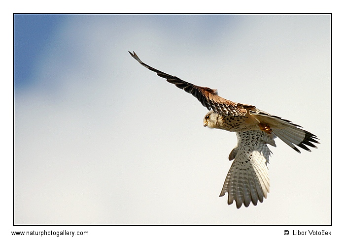Eurasian Kestrel  (Falco tinnunculus )