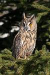 Long-eared Owl (Asio otus)