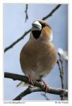 Hawfinch  (Coccothraustes coccothraustes)