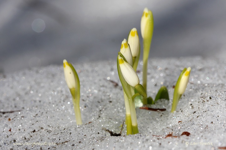 Spring snowflake  (Leucojum vernum)