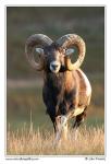 Mouflon  (Ovis musimon )