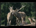 Red Deer  (Cervus elaphus )