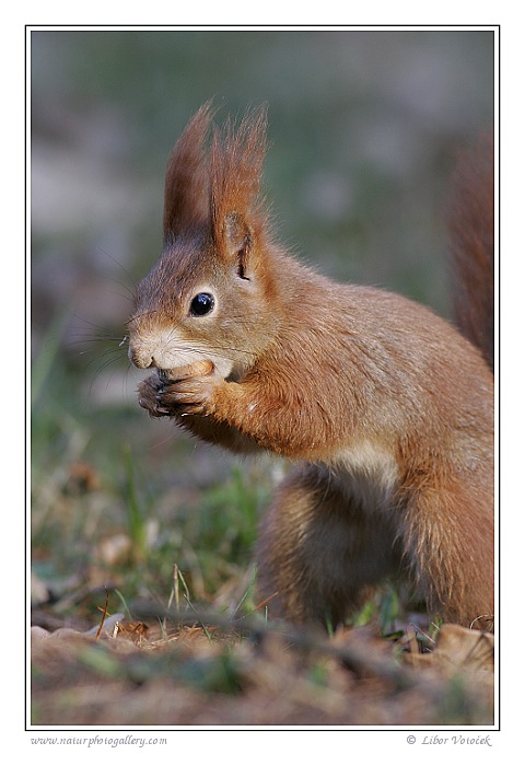 Eurasian red squirrel  (Sciurus vulgaris)