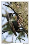 Common Starling  (Sturnus vulgaris)