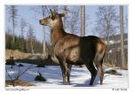 Jelen evropský (Cervus elaphus )