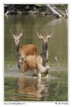 Jelen evropský (Cervus elaphus )