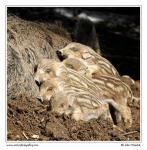 Prase divoké (Sus scrofa)