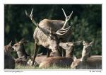 Jelen evropský (Cervus elaphus )