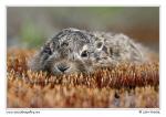 Zajíc polní  (Lepus europaeus )
