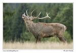 Jelen evropský (Cervus elaphus )