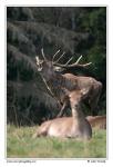 Jelen evropský (Cervus elaphus )