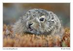 Brown Hare  (Lepus europaeus )