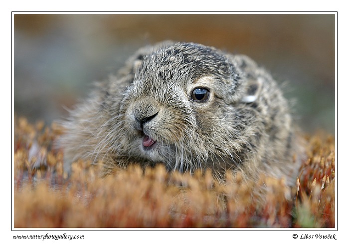 Zajíc polní  (Lepus europaeus )