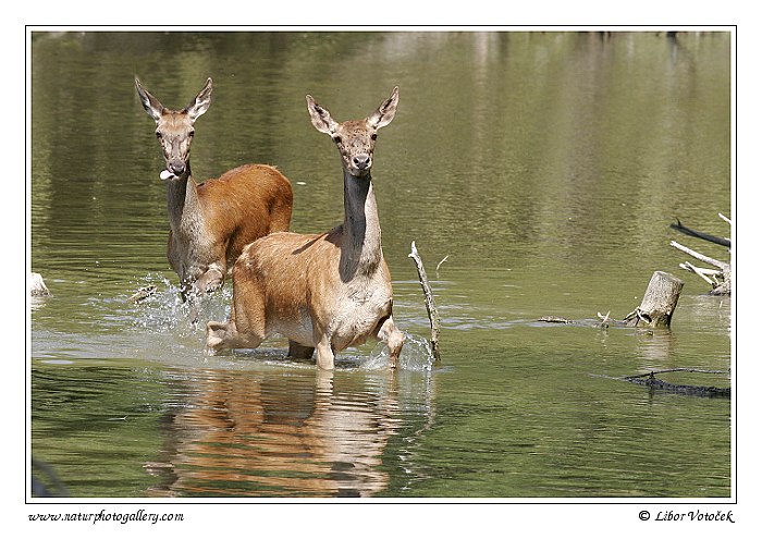 Jelen evropský (Cervus elaphus )