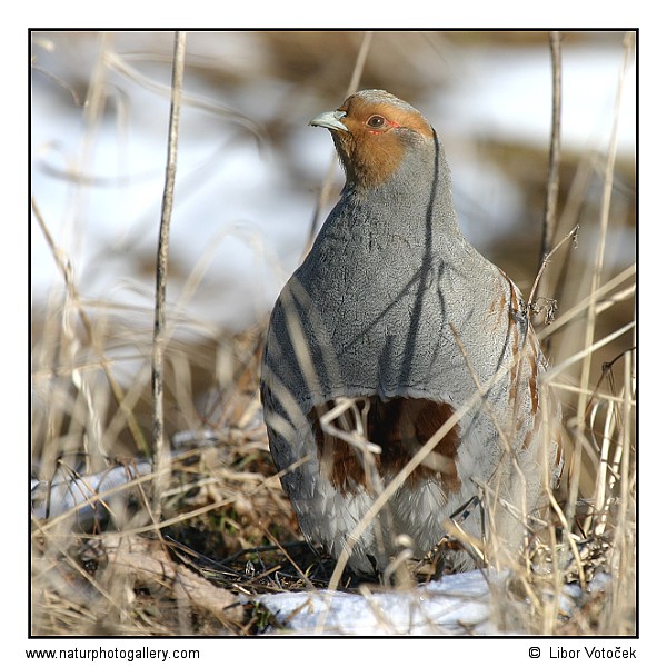 Koroptev polní (Perdix perdix)
