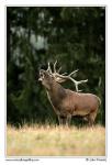 Red Deer  (Cervus elaphus )