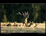 Red Deer  (Cervus elaphus )