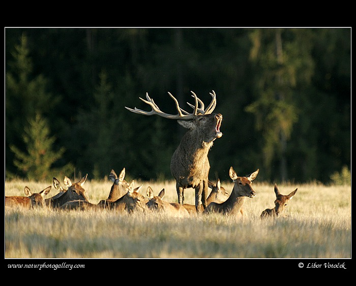 Jelen evropský (Cervus elaphus )
