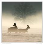 Roe Deer  (Capreolus capreolus )
