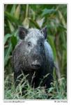 Wild Boar  (Sus scrofa)
