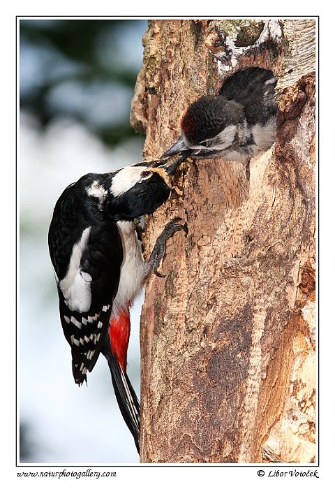 Strakapoud velký  (Dendrocopos major)