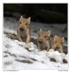 Wild Boar  (Sus scrofa)
