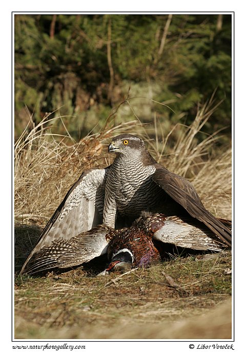 Jestřáb lesní  (Accipiter gentilis)