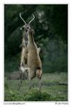 Red Deer  (Cervus elaphus )
