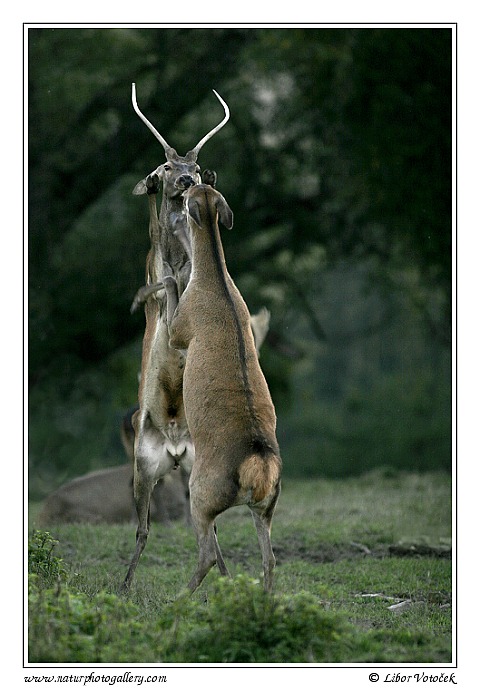 Jelen evropský (Cervus elaphus )