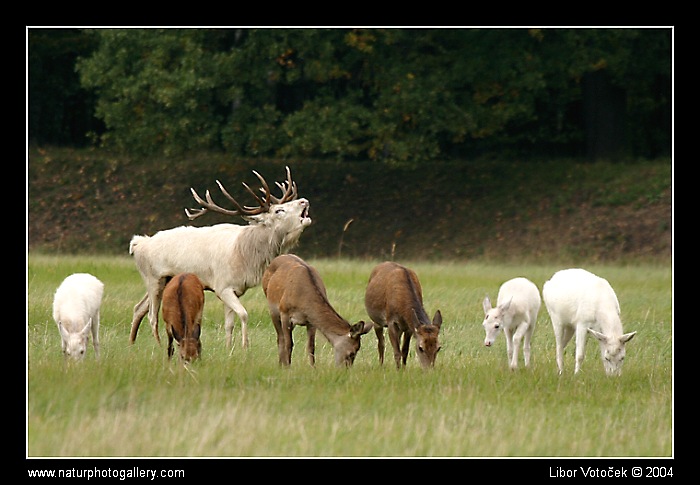 Jelen evropský - bílý  (Cervus elaphus - )