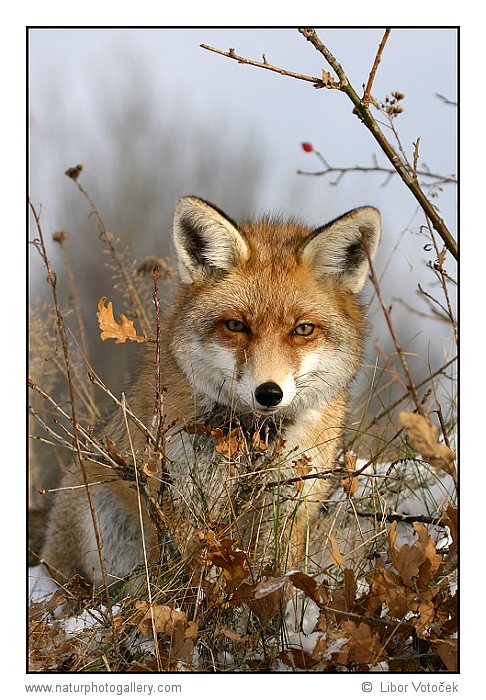 Liška obecná  (Vulpes vulpes)