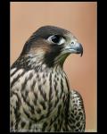 Sokol stěhovavý  (Falco peregrinus)