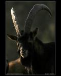 Bezoar goat  (Capra aegagrus)
