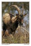 Bezoar goat  (Capra aegagrus)