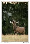 Red Deer  (Cervus elaphus )