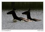 Red Deer  (Cervus elaphus )
