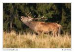 Red Deer  (Cervus elaphus )