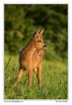 Roe Deer  (Capreolus capreolus )